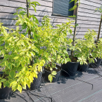 Drieň biely (Cornus alba) ´GOUCHAULTII´ – výška 70-110 cm, kont. C12L 